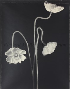 Image description is not available for 2007.070